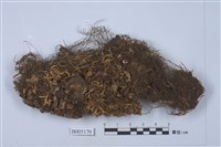 藏品(腎島衣屬)的圖片